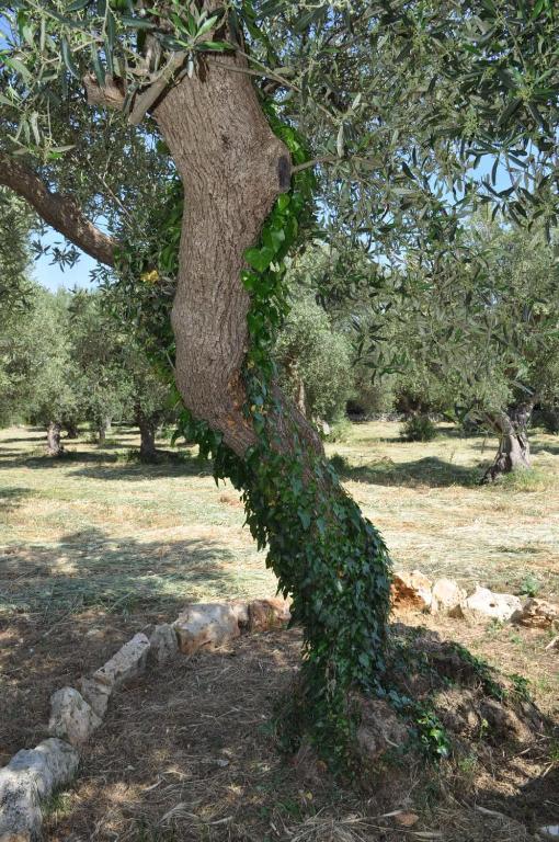 Masseria Costanza Putignano Zewnętrze zdjęcie