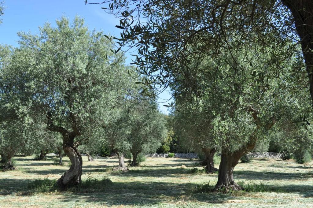 Masseria Costanza Putignano Zewnętrze zdjęcie