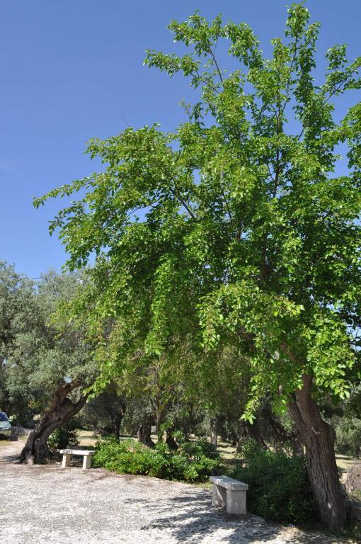 Masseria Costanza Putignano Zewnętrze zdjęcie